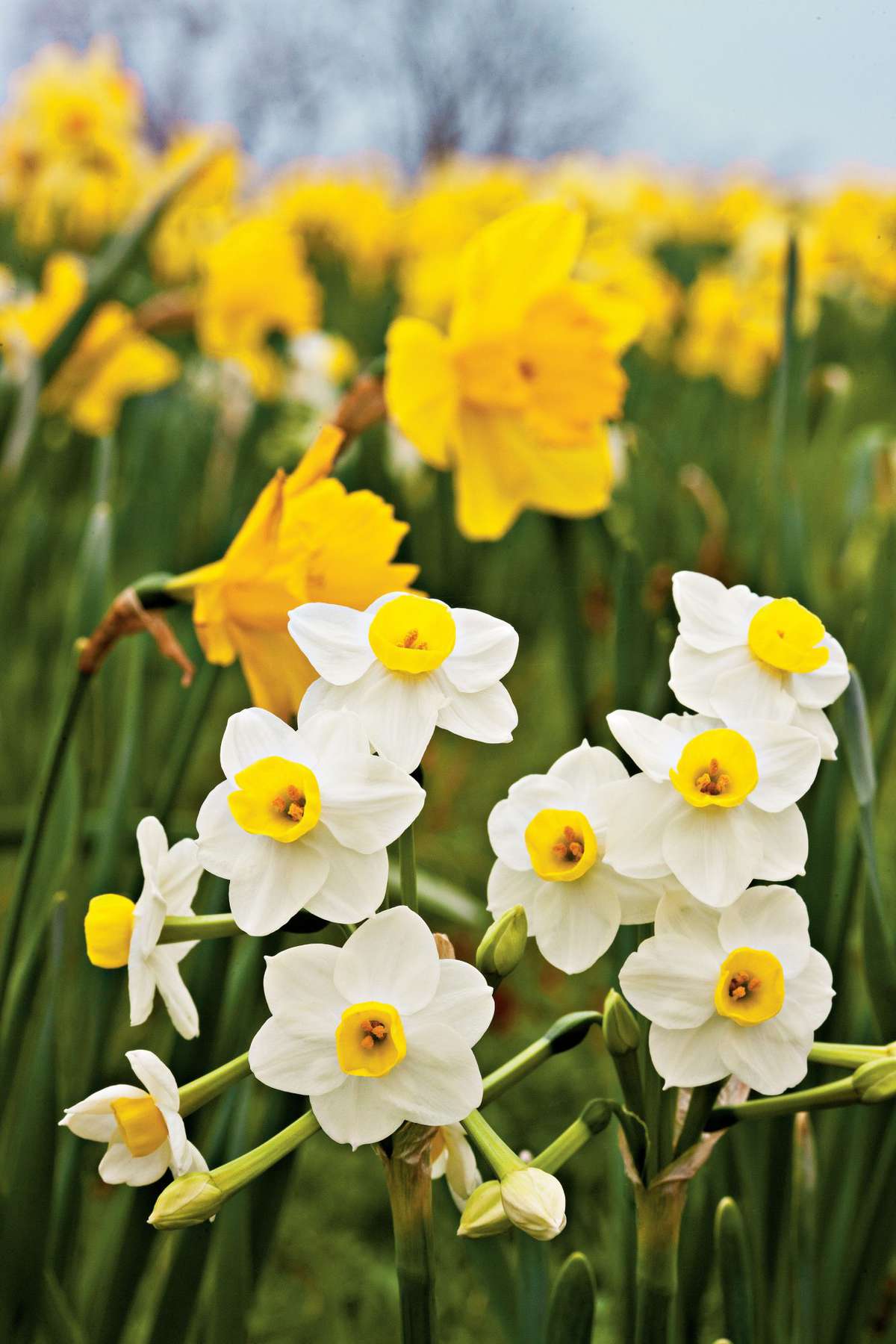 Avalanche Daffodils