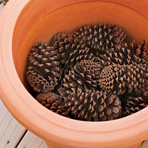 How to Plant Bulbs in a Container: Step One