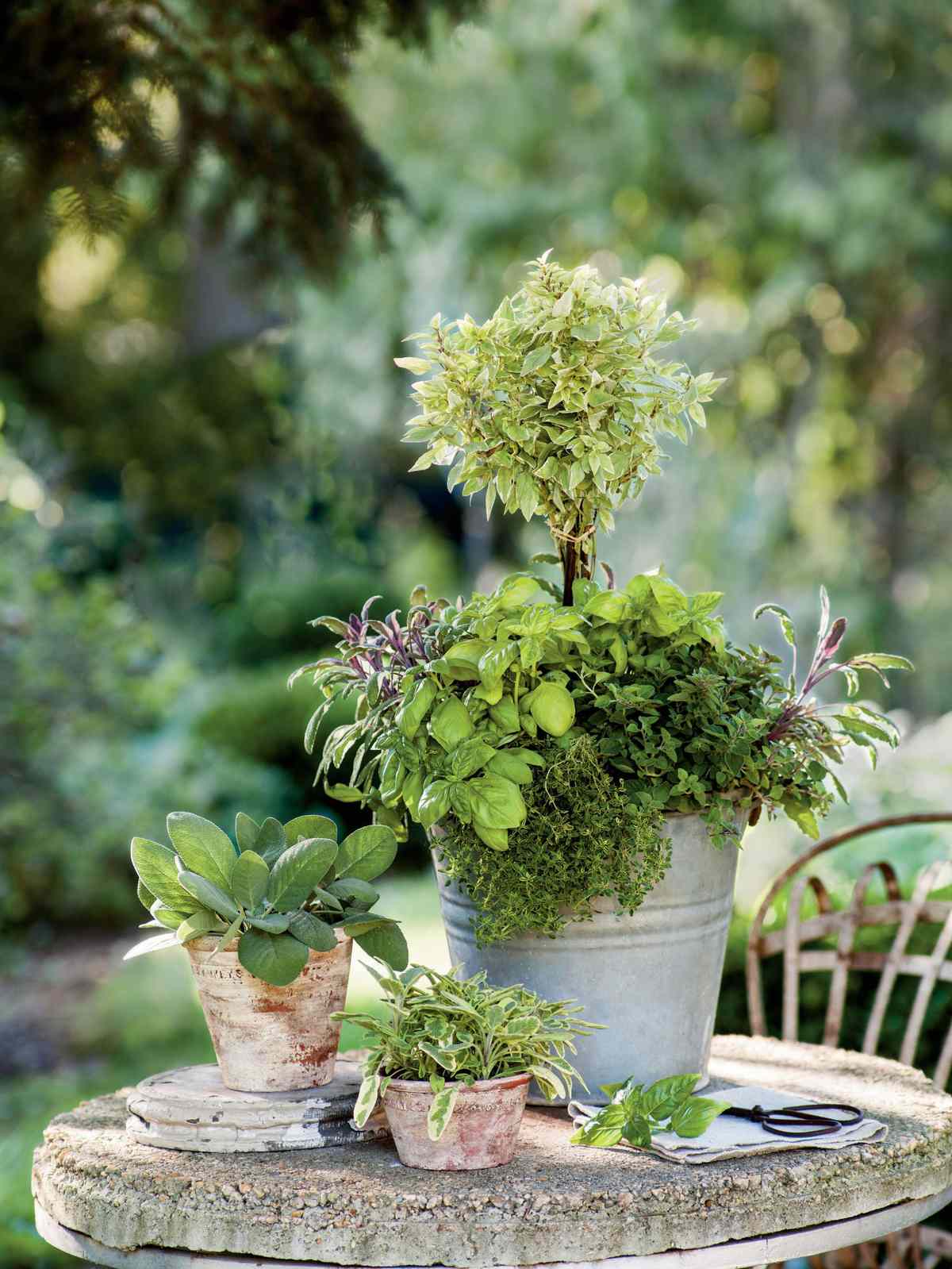 Herb Topiary
