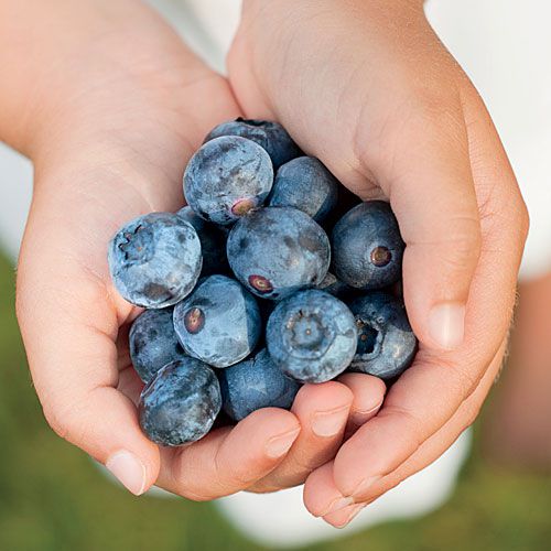 U-Pick Blueberries