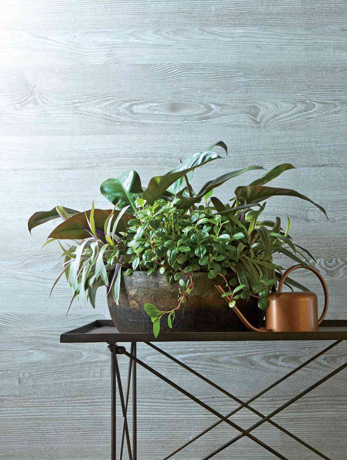 Indoor Container Houseplant: 1. 'Red Dragon' philodendron 2. 'Vittata' oyster plant (Tradescantia spathacea) 3. peperomia