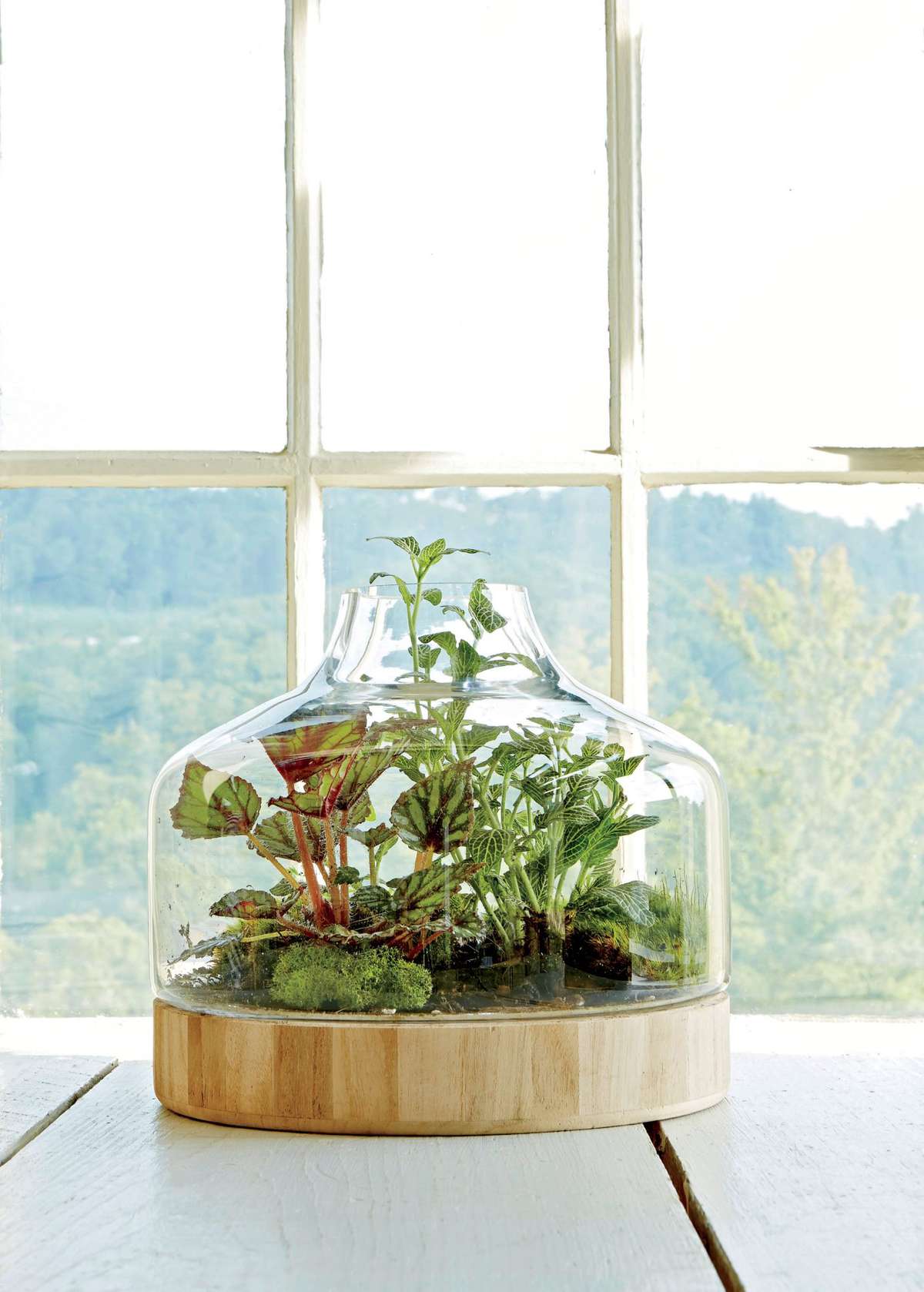 Plant a Little Glass House