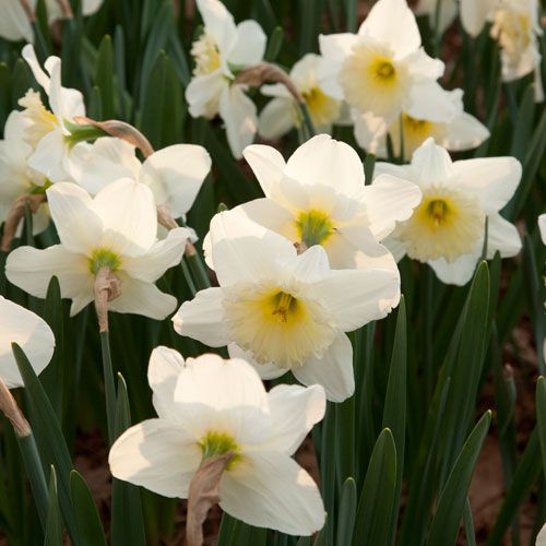 Daffodils (Narcissus sp)