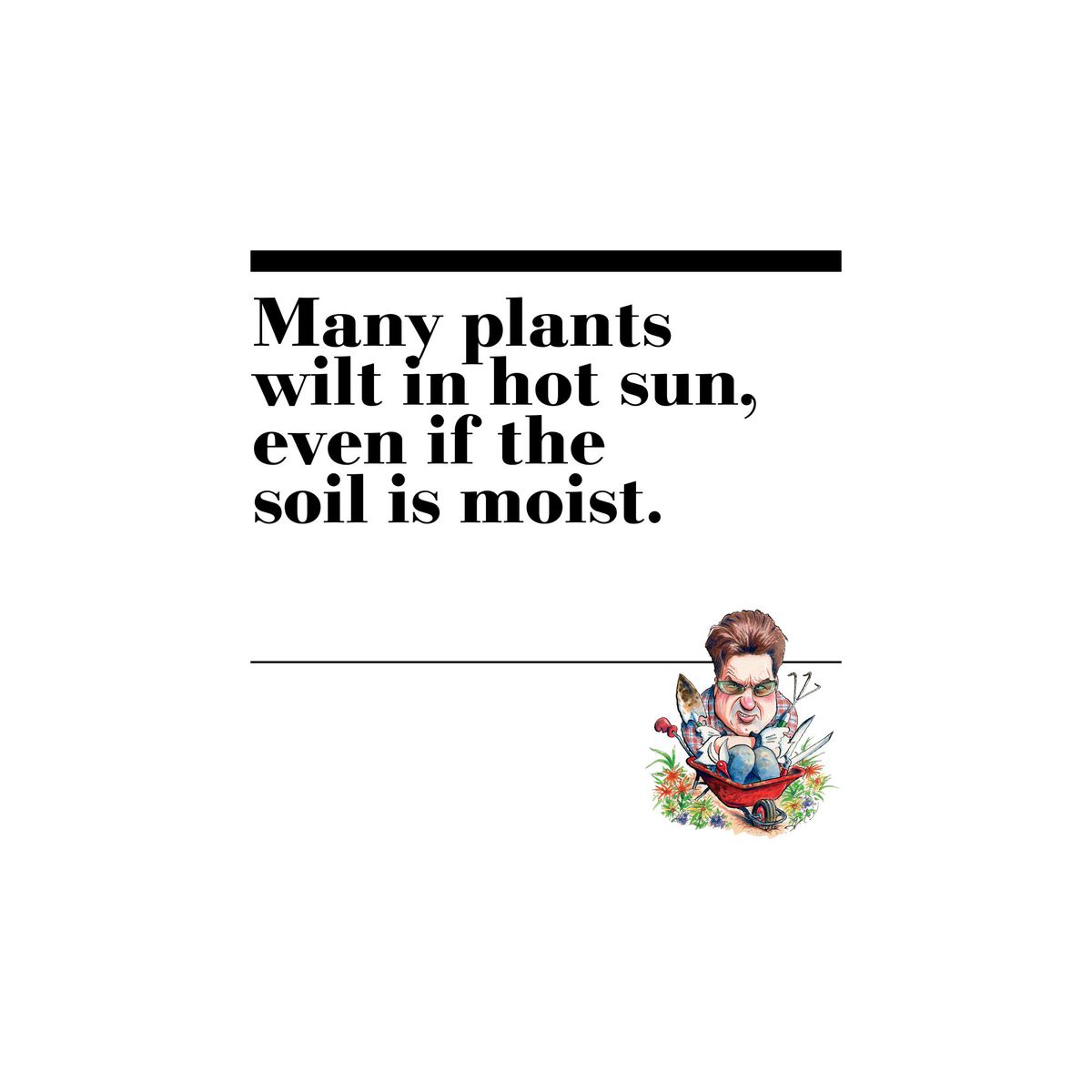 9. Many plants wilt in hot sun, even if the soil is moist.