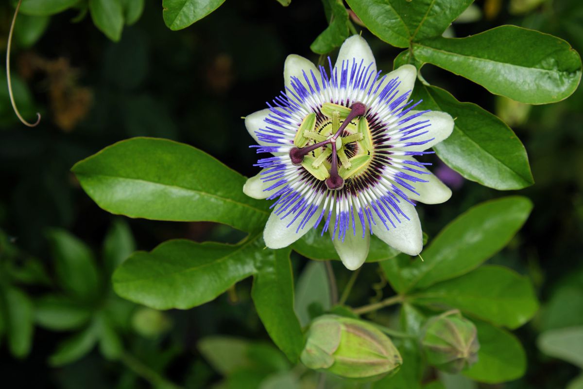 Purple Passionflower (Maypop)