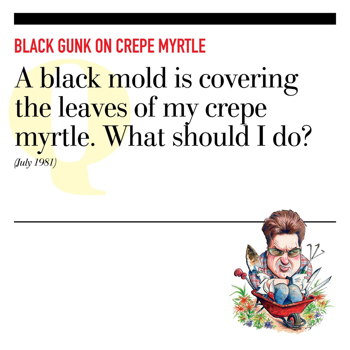 Black Gunk on Crepe Myrtle