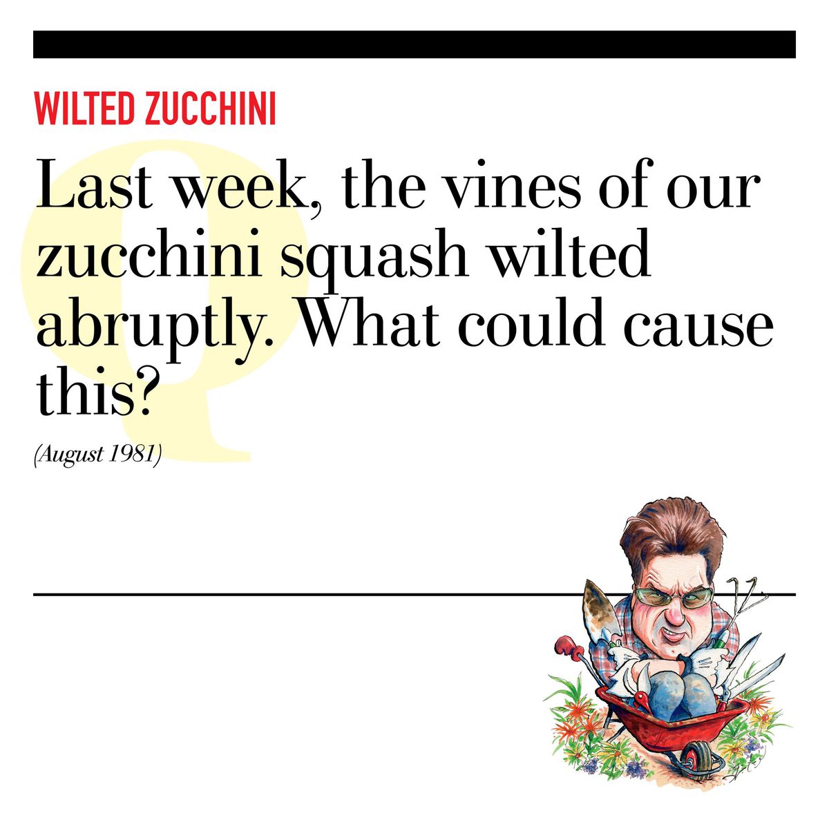Wilted Zucchini