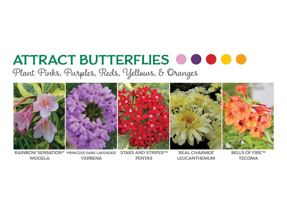 Flowers that Attract Butterflies