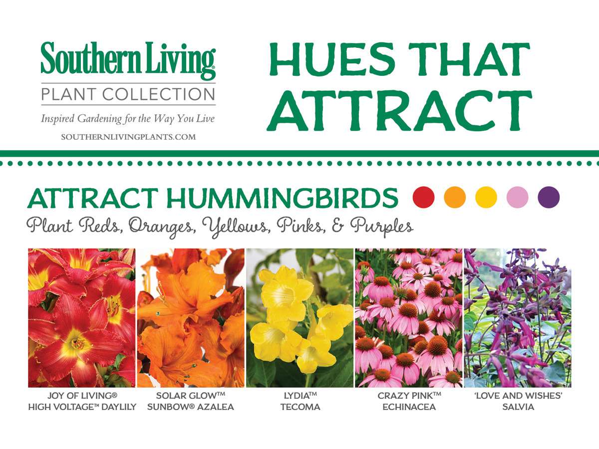 Flowers that Attract Hummingbirds