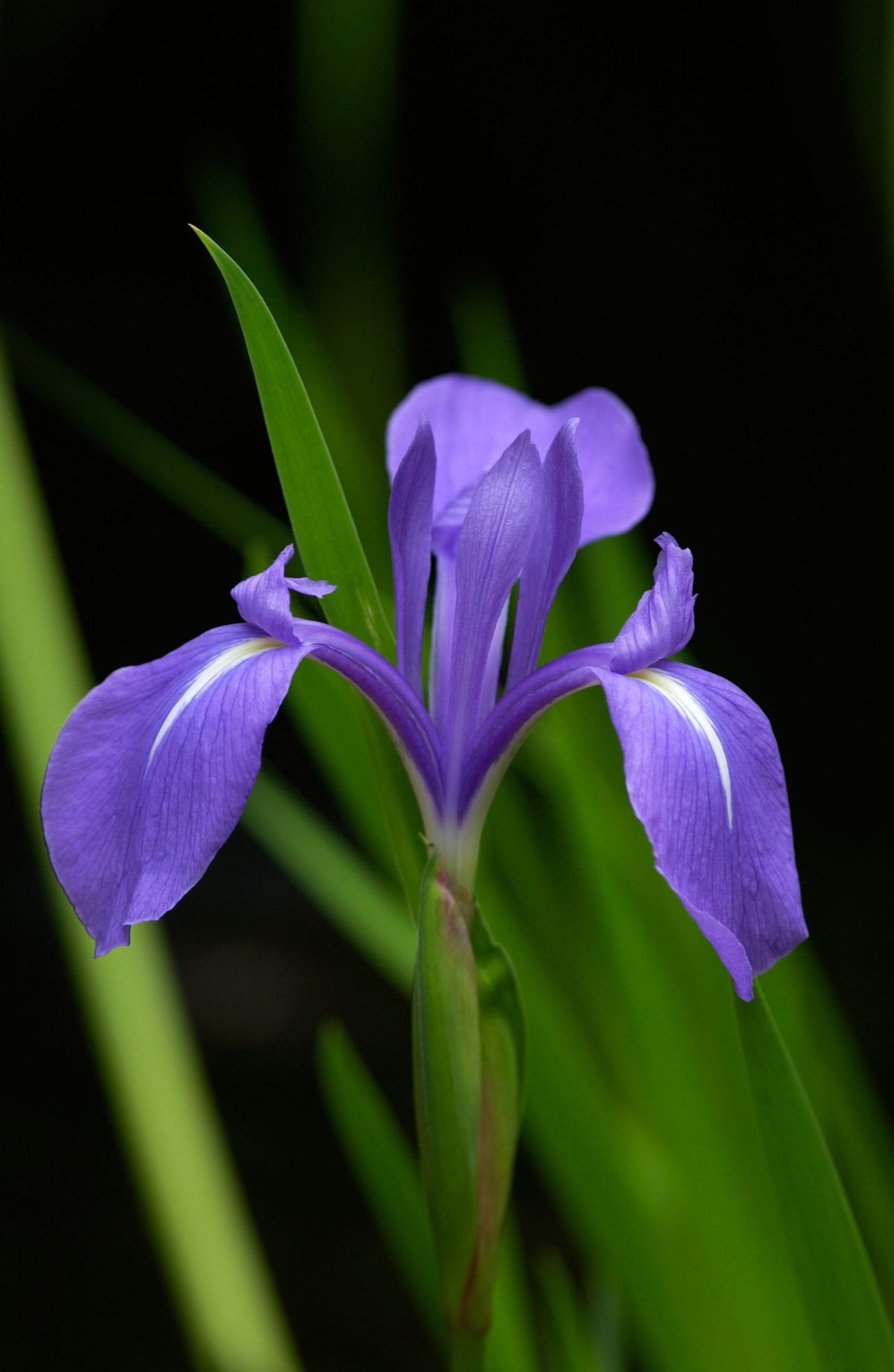 Iris February Birth Flower