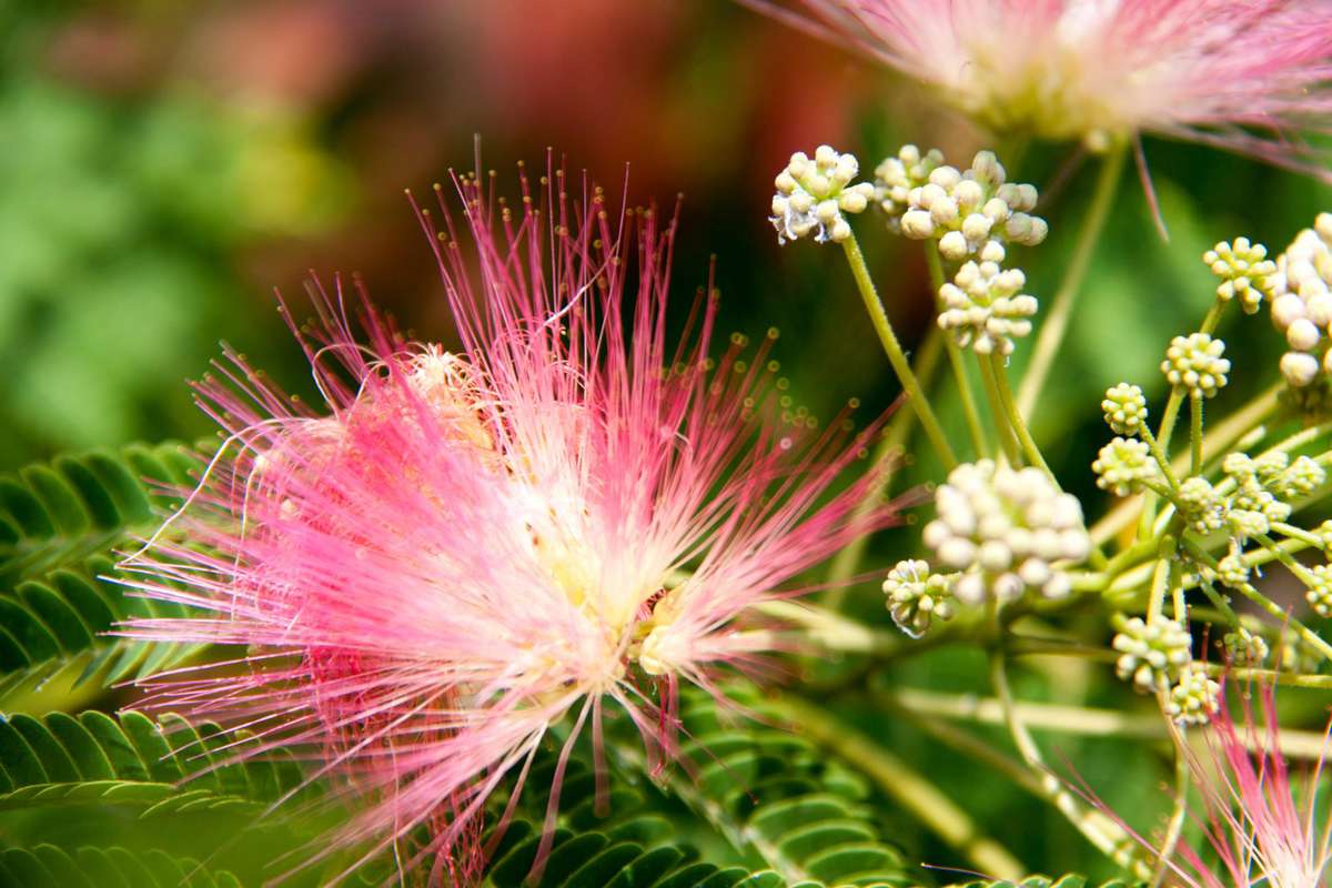 Mimosa Tree Flower
