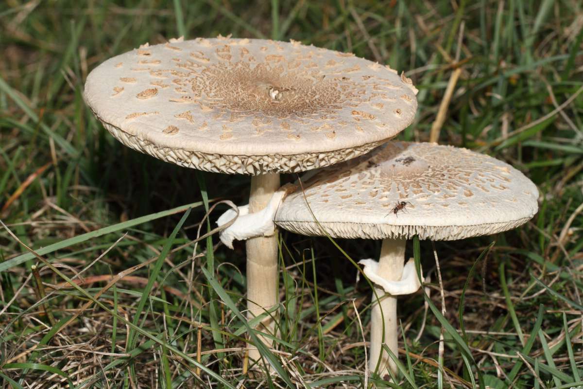 Mushrooms in Grass