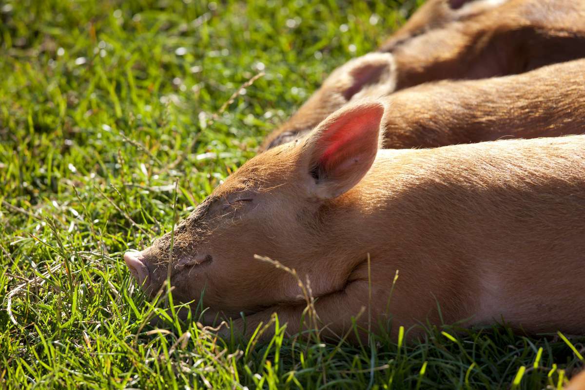 Brown piglets sleeping in grass