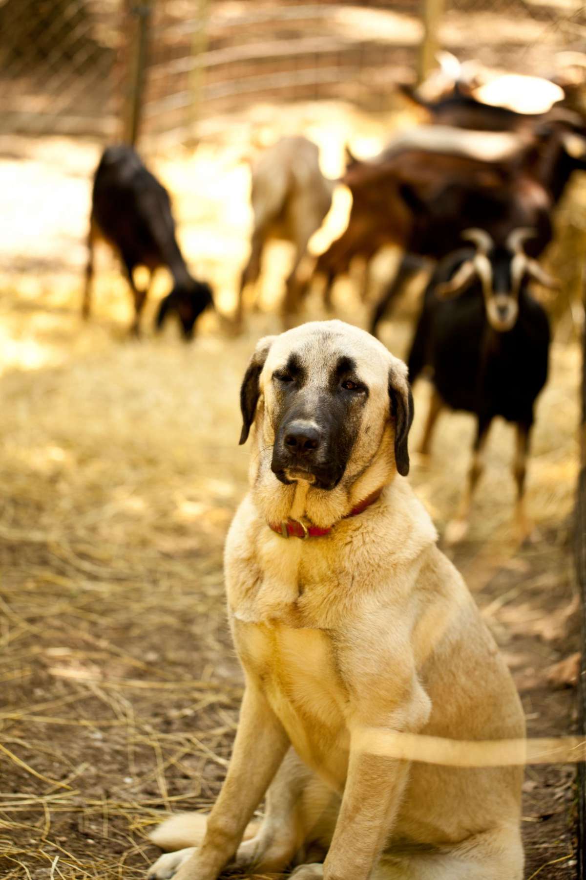 Slate Hill Farm dog with goats