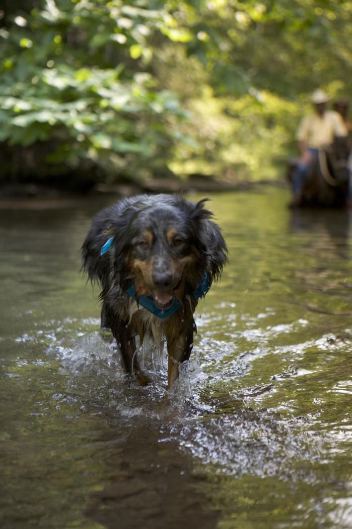 Dog playing in stream
