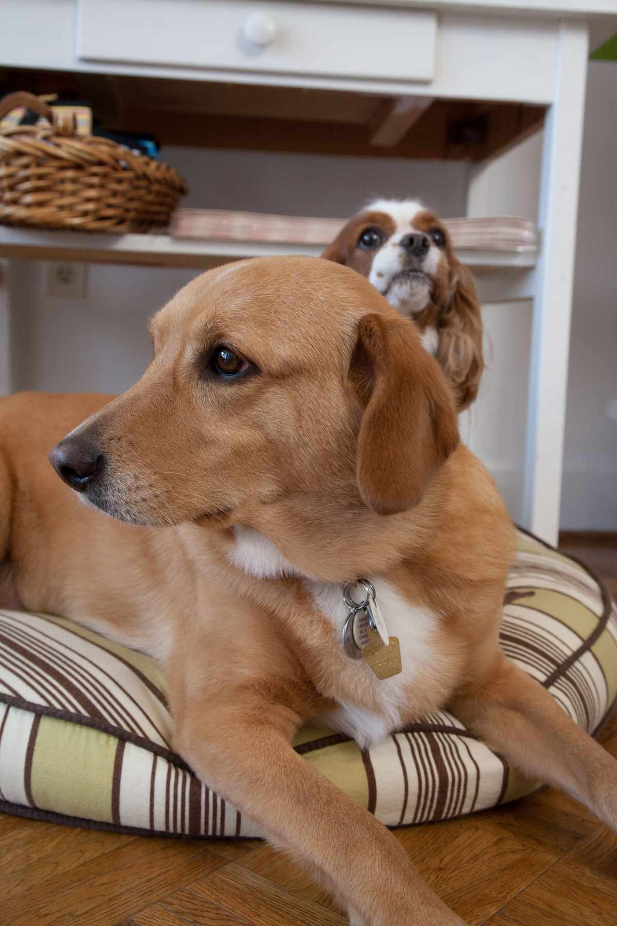 two dogs on pet bed