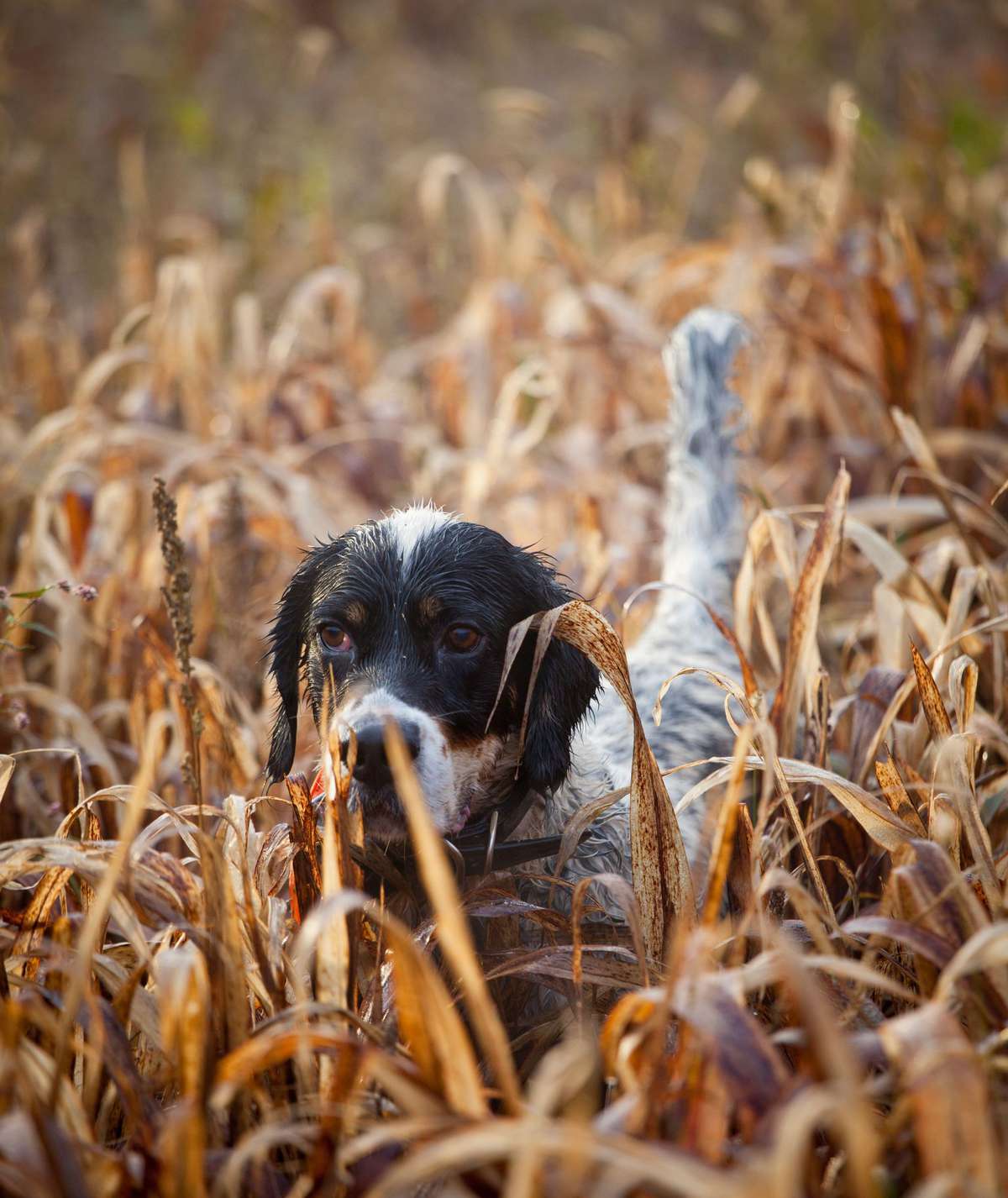 English pointer hunting dog in field