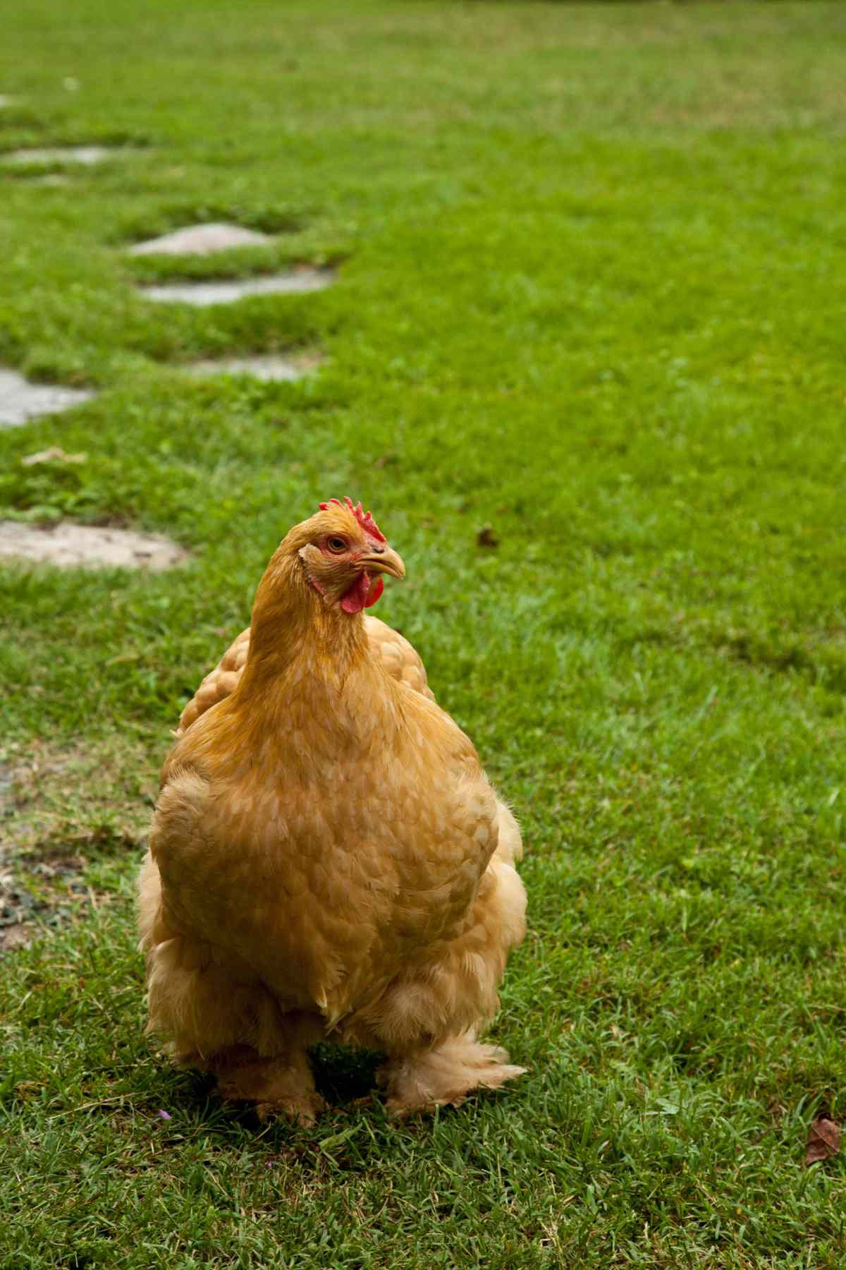 Slate Hill Farm. Puopolo farmhouse. Close-up of chicken walking on grounds outside of house.