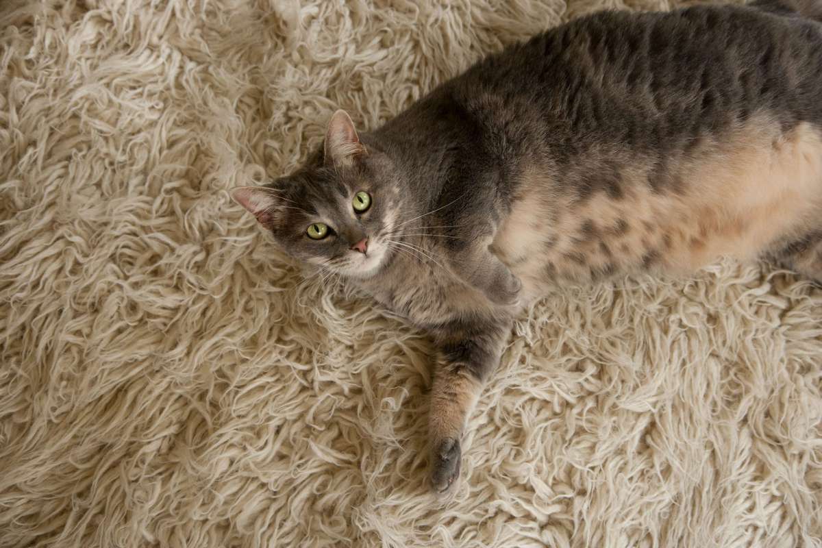 Gray Fat Cat on Rug