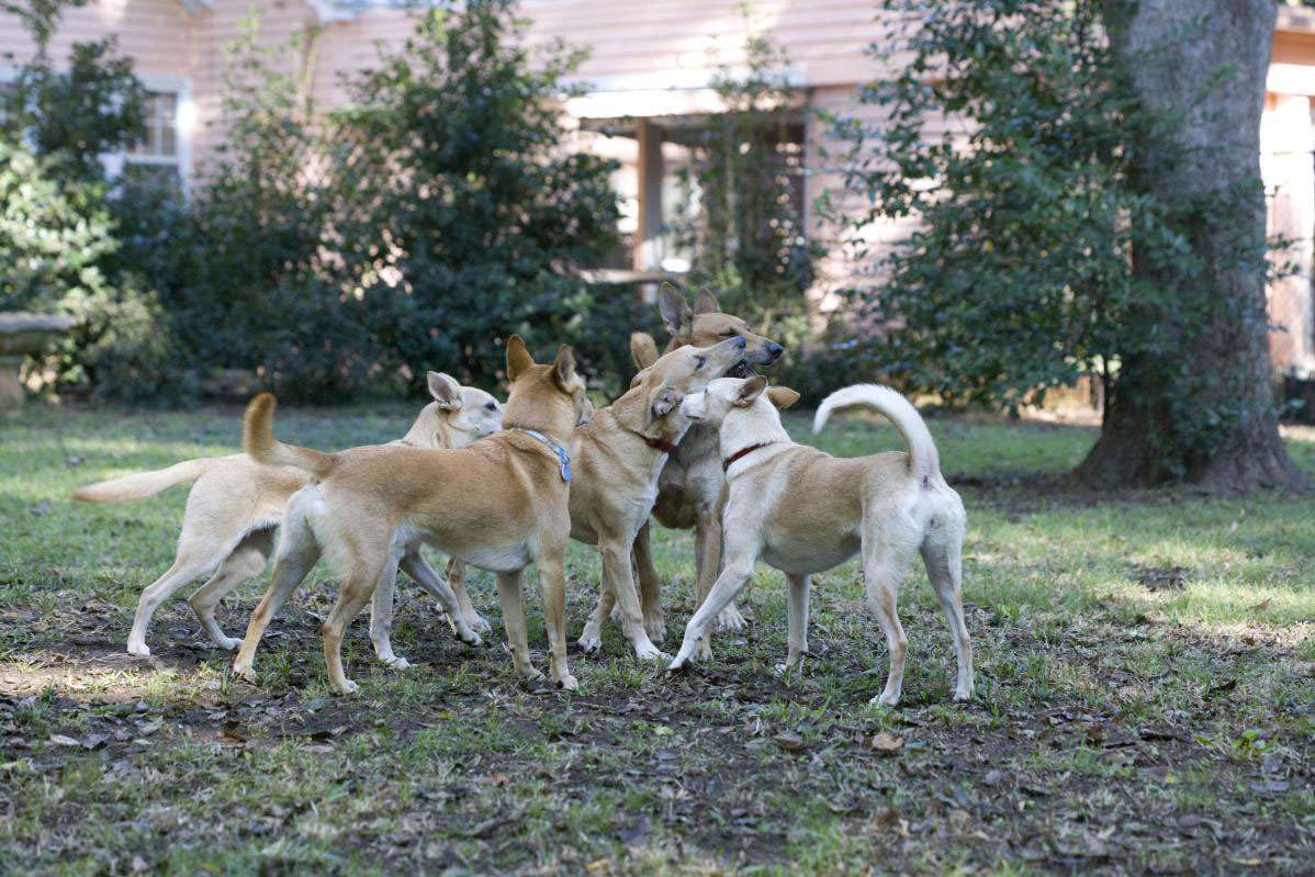 Pack of Dogs Playing
