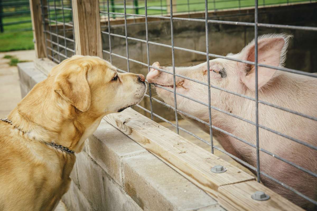 pig and dog meeting