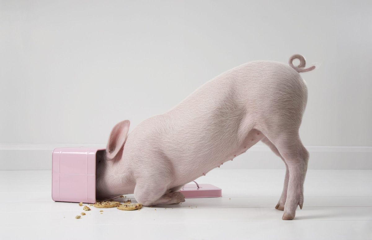 pink pig eating cookies