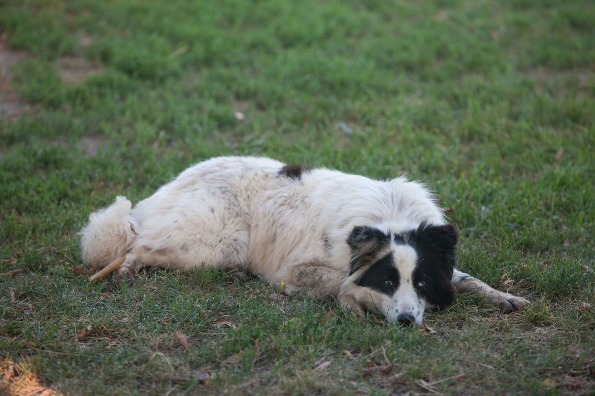 shepherd dog laying down