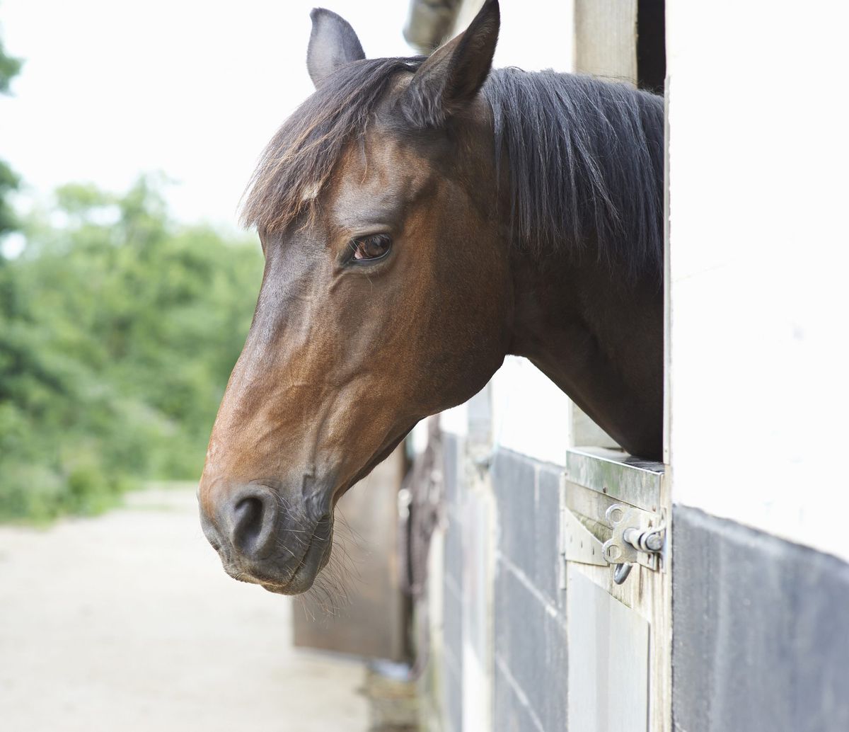 brown horse in stall