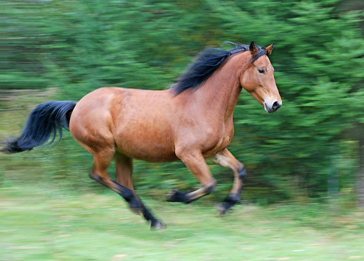 Tan horse galloping