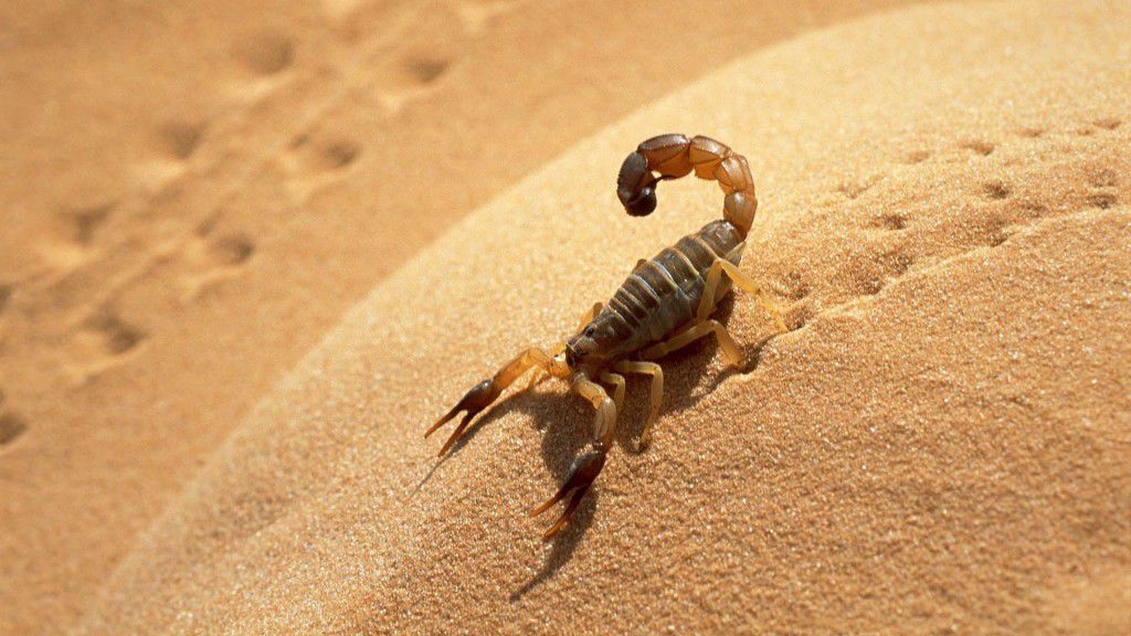 scorpion-running-in-desert-1024x576.jpg