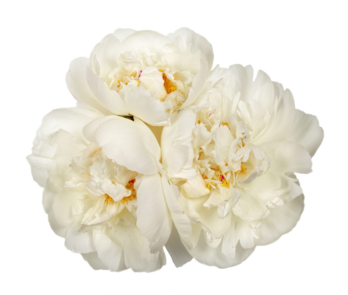 Peonies initially were grown for medicinal purposes