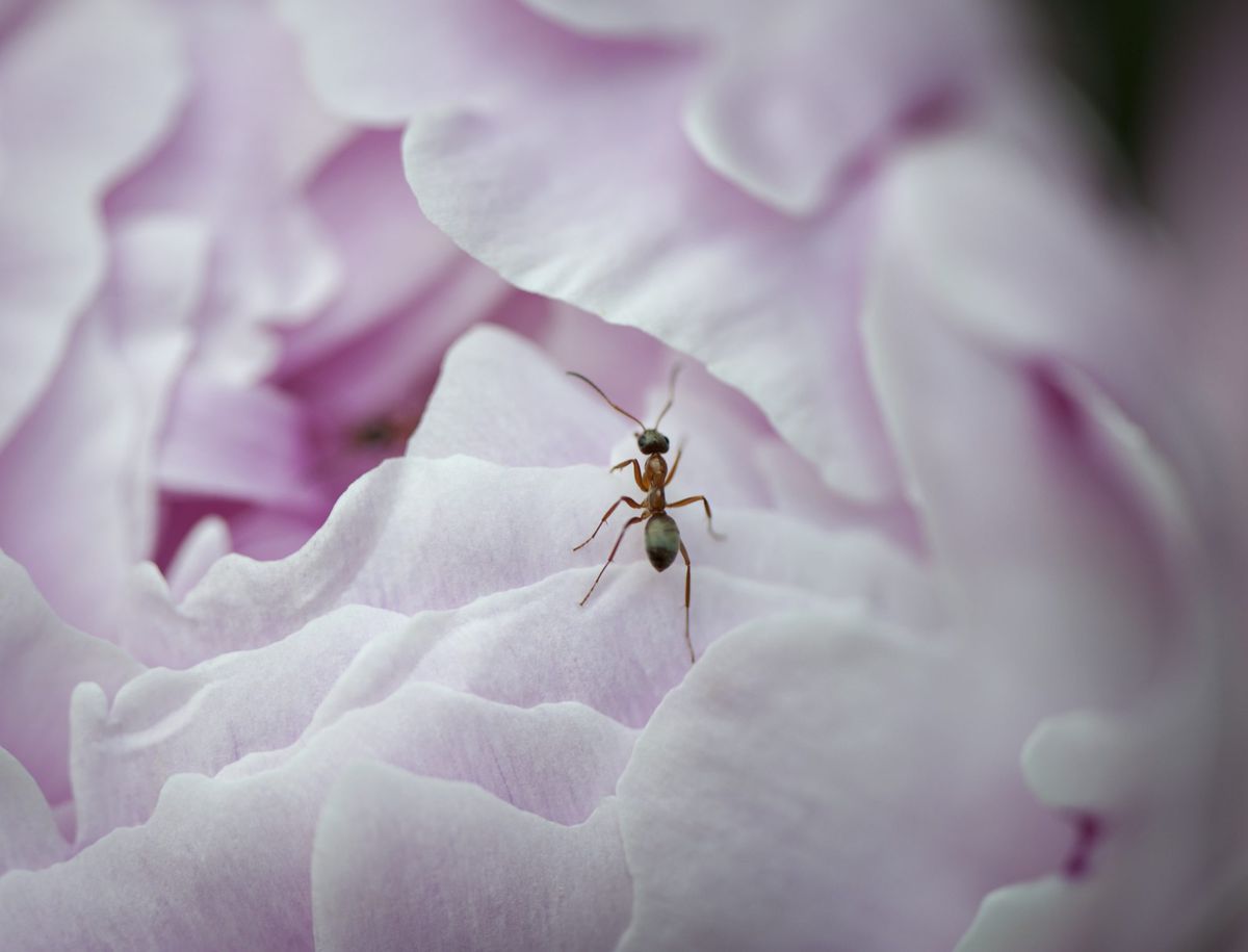 Peonies attract ants
