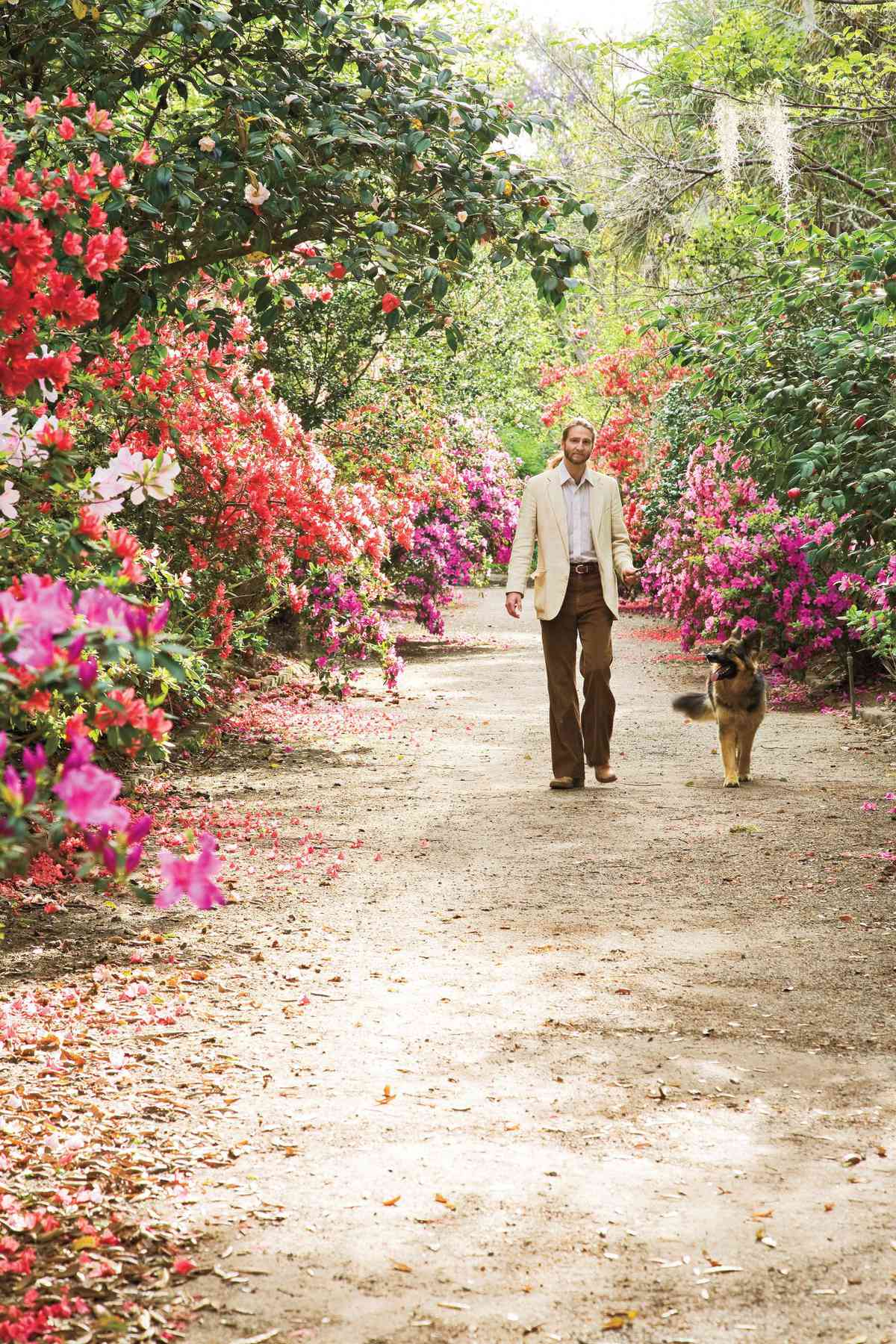 Man Walking Dog in Garden of Azaleas