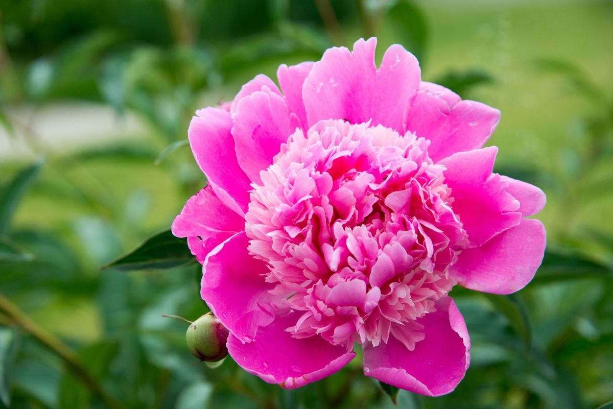 Blossoming Pink Peony