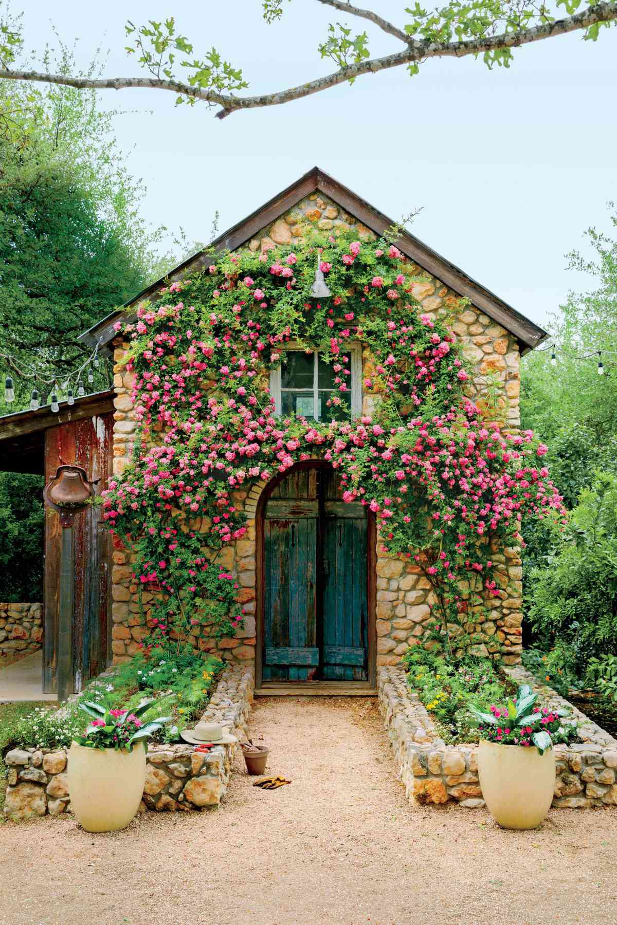 Peggy Martin Rose on Garden Shed