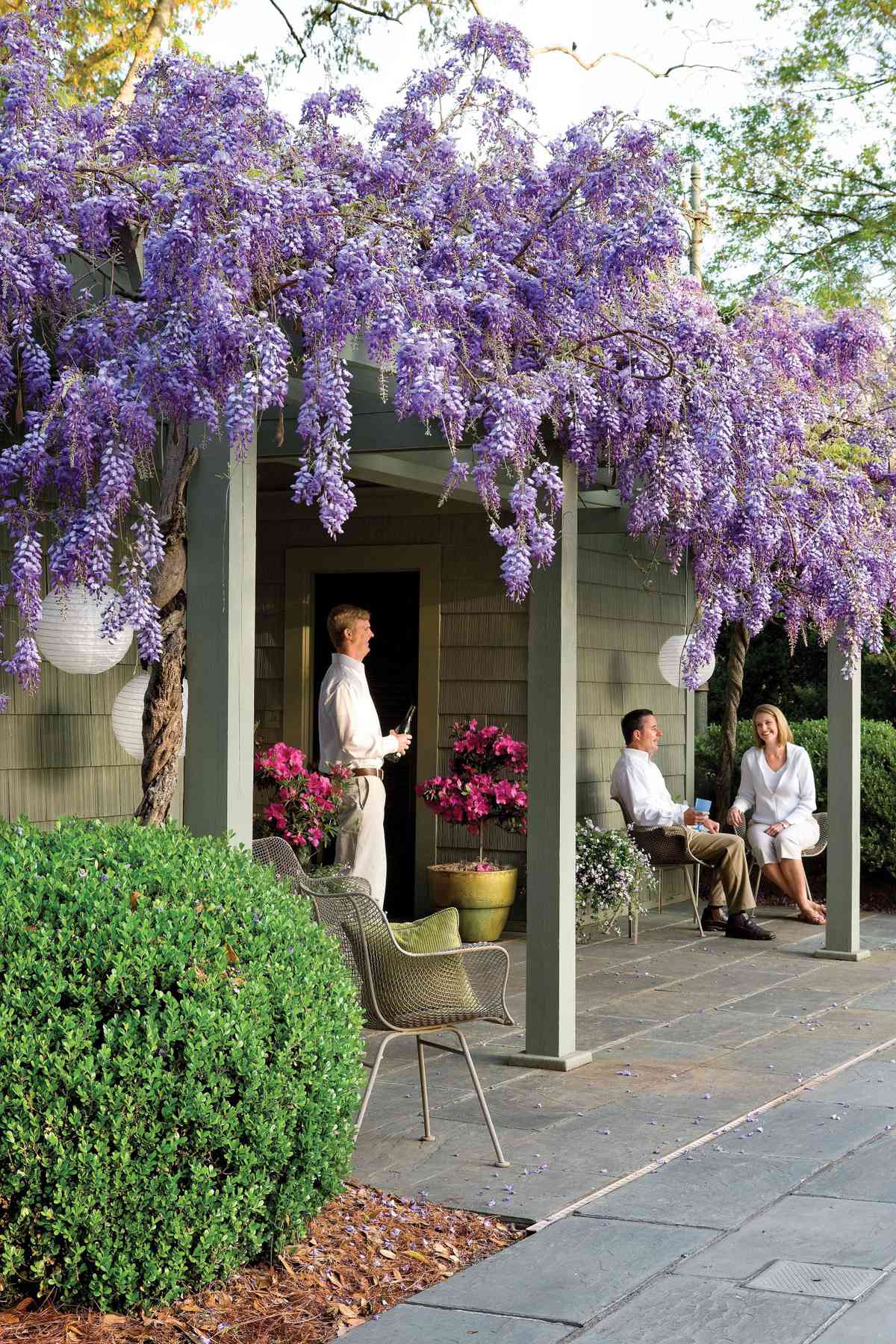 Beautiful Purple Wisteria Flowers With Fragrant Blooms Southern