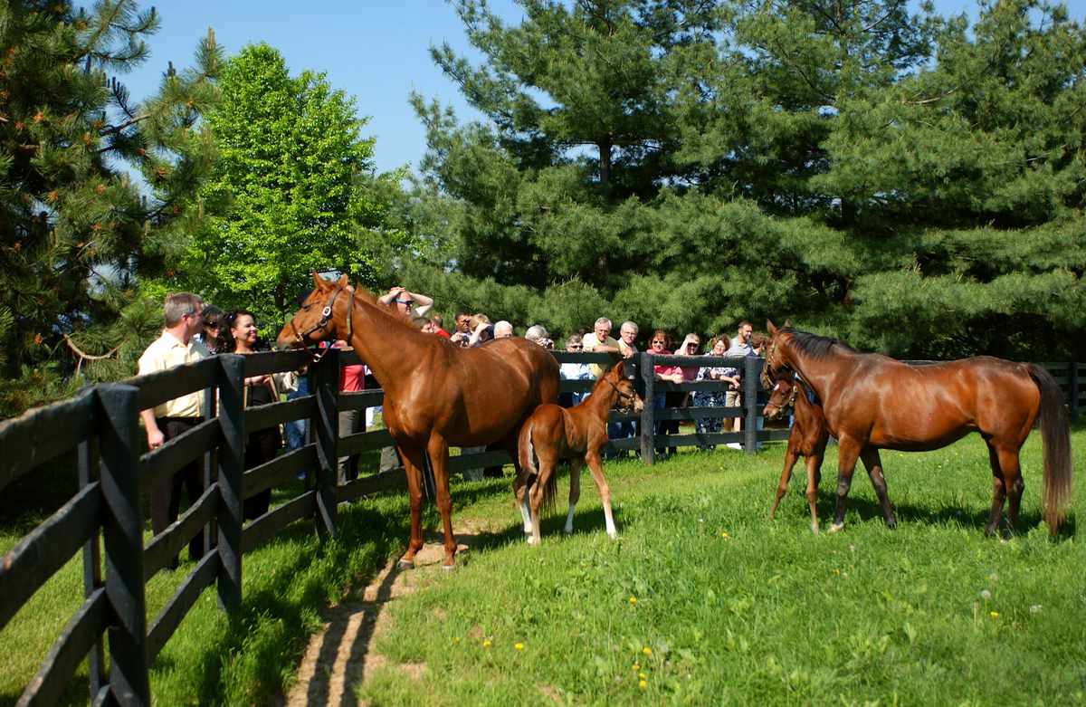 Lexington Kentucky Horse Farm Tour