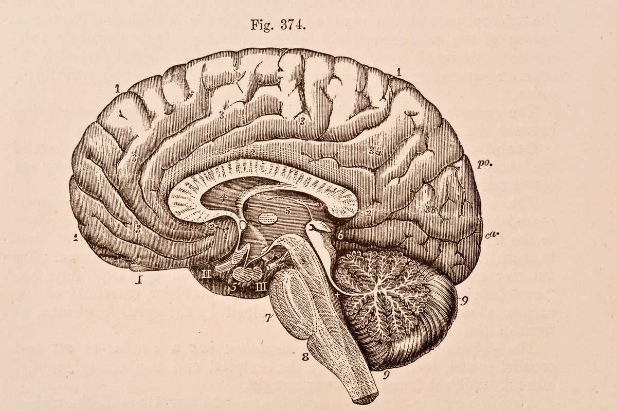 A medical illustration from 'Quain's Elements of Anatomy, Eighth Edition, Vol.II' (by William Sharpey MD, LLD, FRS L&E, Allen Thomson, MD, LLD, FRS L&E, and Edward Albert Schafer) depicts the right half of the brain divided by a vertical antero-posterior