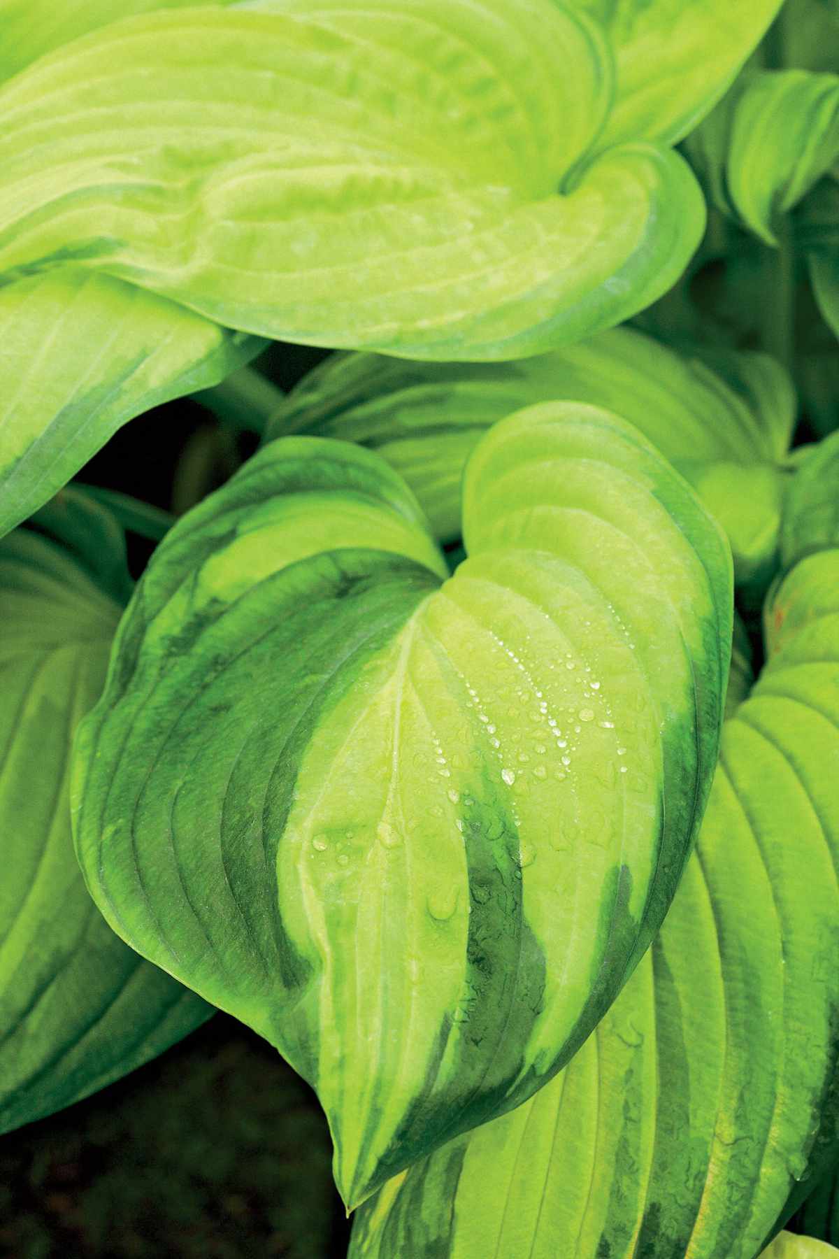 Stained Glass Hostas