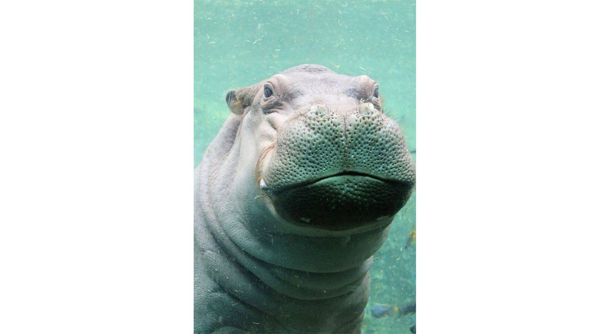 Timothy Fiona the Hippo Suitor