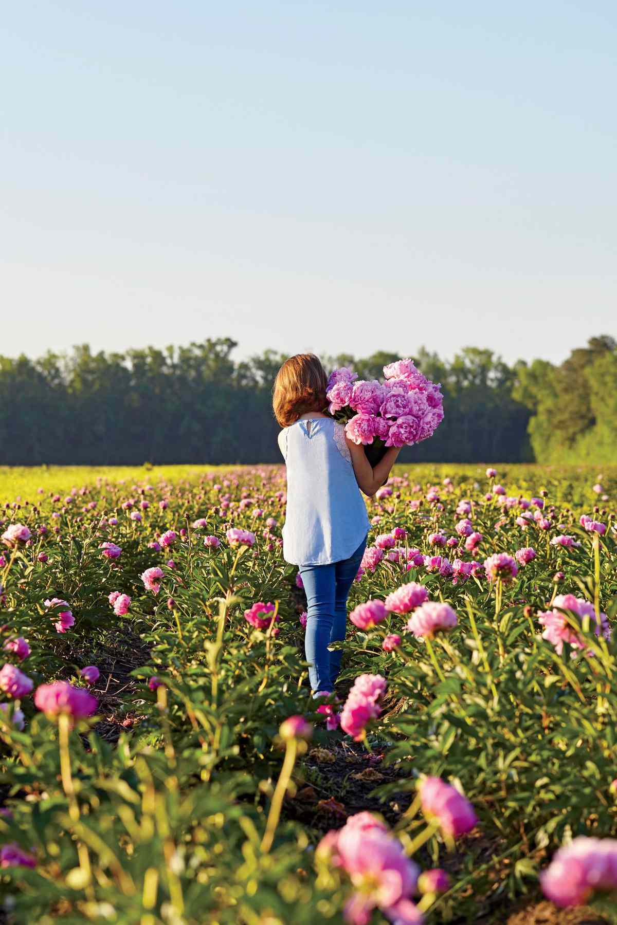 Peonies in a Field with Girl Walking