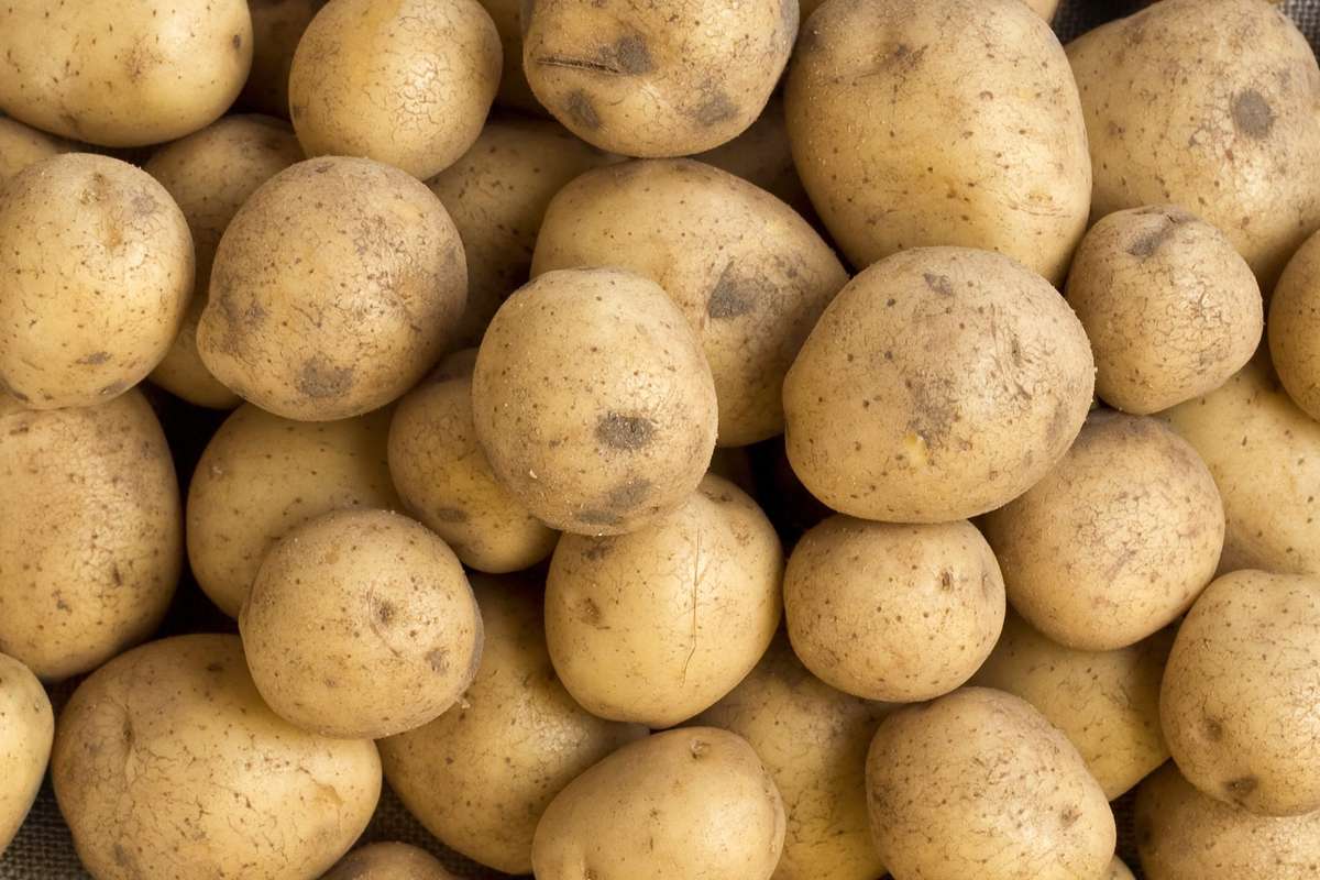 Pile of Raw Potatoes