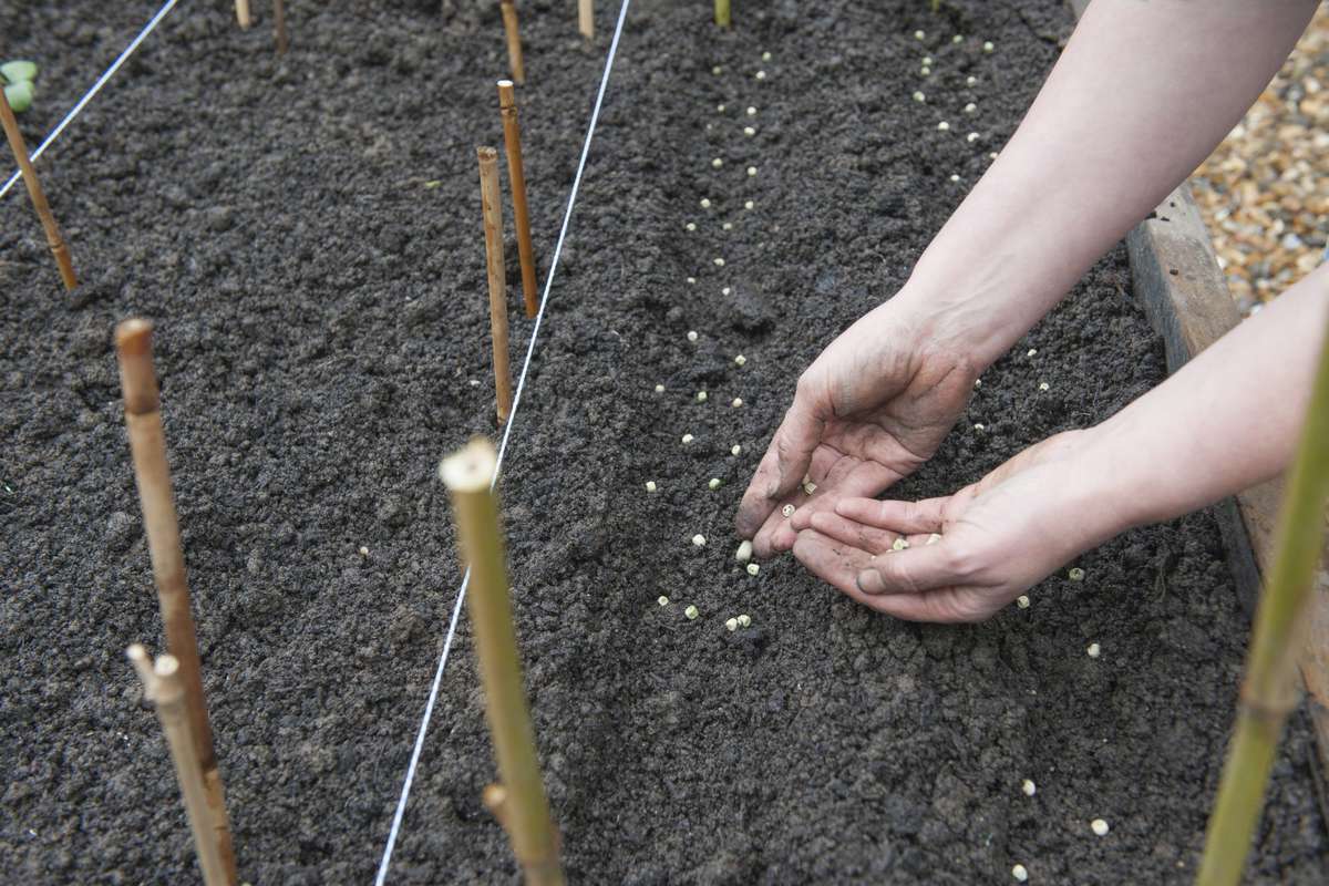Planting Vegetable Garden Seeds