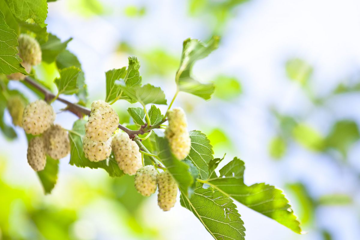 White Mulberry Branch