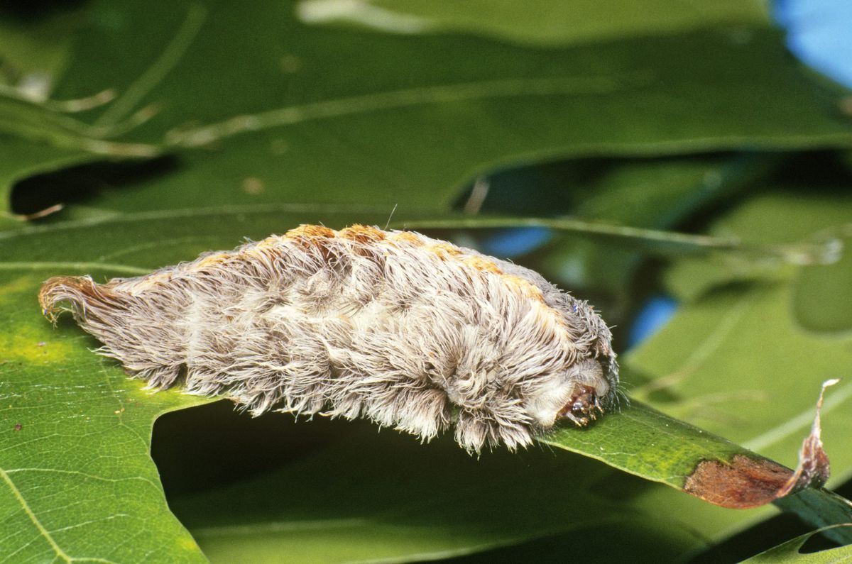 Southern Flannel Moth Caterpillar