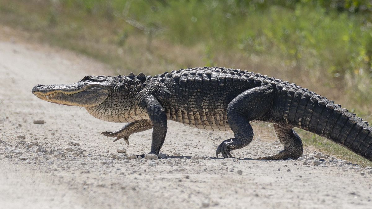 Alligator Crossing the Road