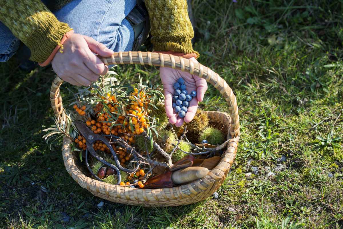 Tennessee: Foraged Food