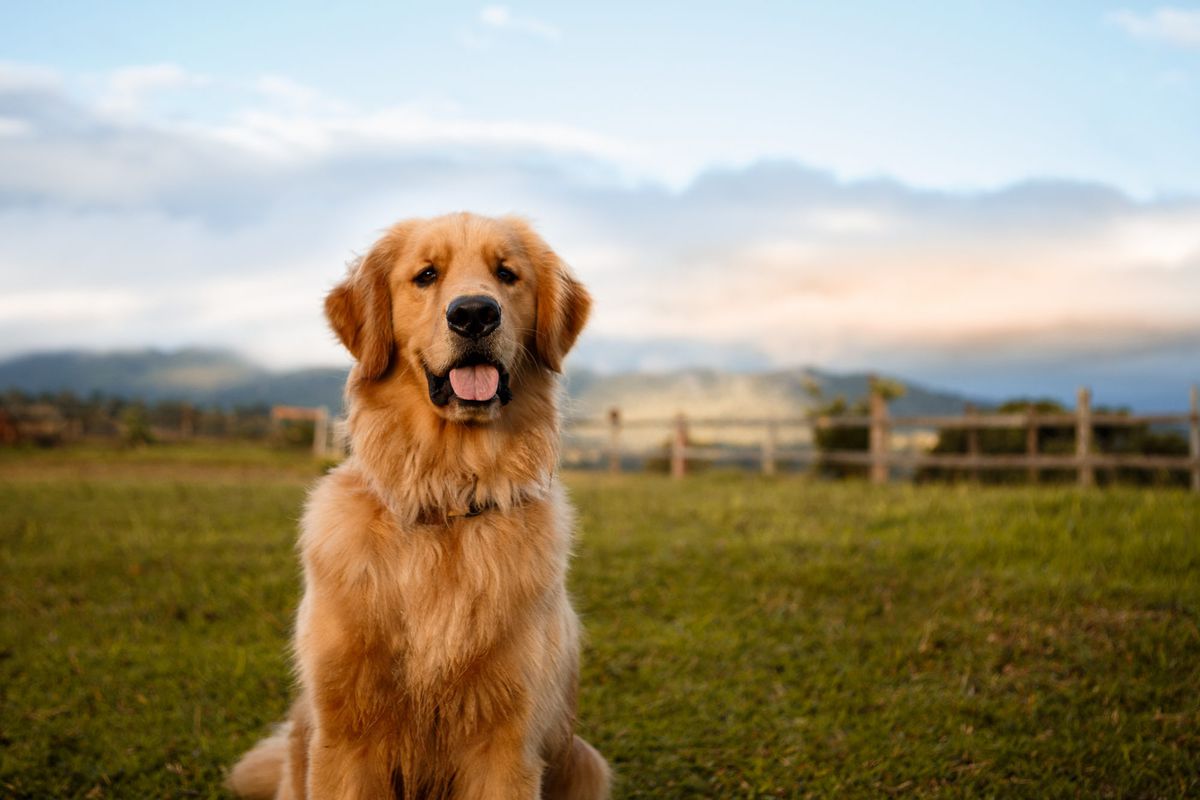 30 Loveable Large Dog Breeds that Make Good Pets | Southern Living