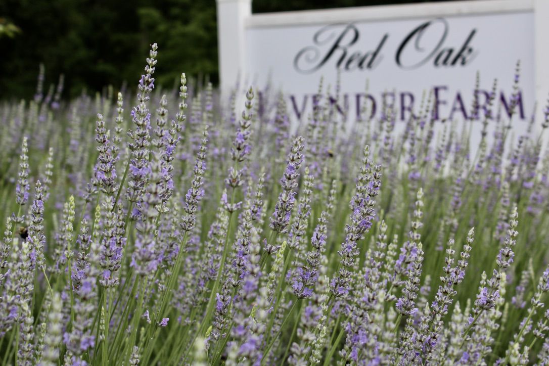 Lavender Farm and Sign