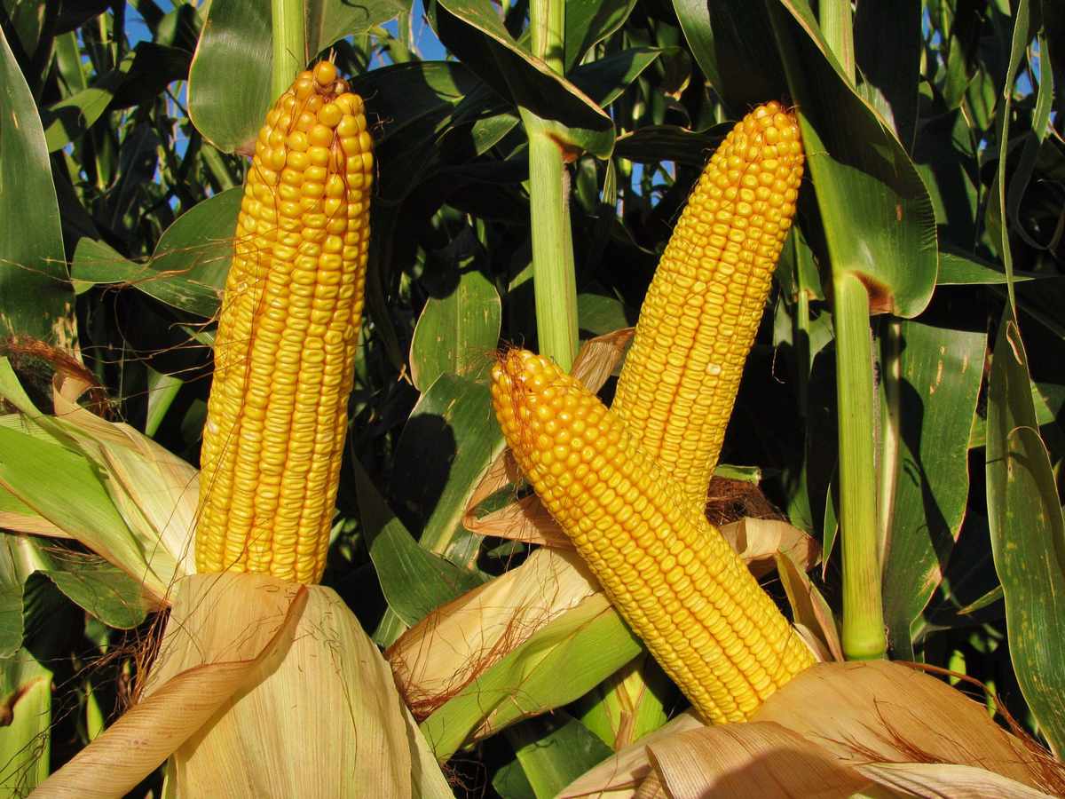difference in cow corn and sweet corn